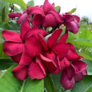 Cajun Spice- New for 2024-Grafted