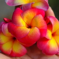 Atom's Delight