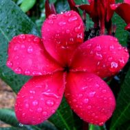 Duvauchelle- RARE deep red flower!