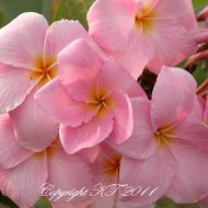 Fujisan- 5 Seeds- Rare!