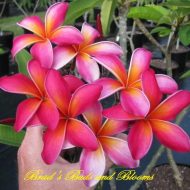 Kaneohe Sunburst