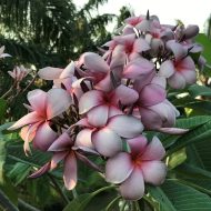 Lilac Bouquet-- 5 seeds--VERY RARE!