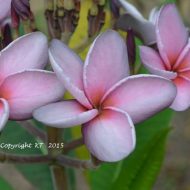 Purple Aromatic Rose