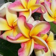 Diane's Sunset Passion- BIG Vibrant Blooms! (SJ)