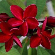 Daeng Sayem/Siam Red