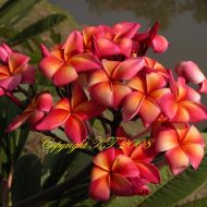 Thai Orange Splendor (Rooted)