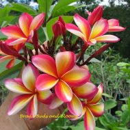 Typhoon---Great Fragrance!