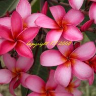 Blushing Princess-  5 Seeds