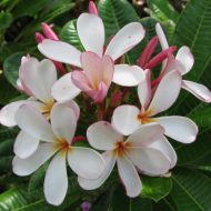Dwarf Singapore Pink