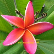 Kanoehe Sunburst- 5 seeds
