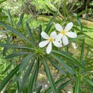 Unknown species from Caribbean - 5 seeds