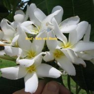 Plumeria jamaicensis