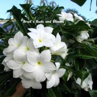 Plumeria pudica