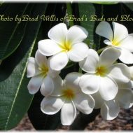Plumeria obtusa 'Singapore'- FRAGRANT!!