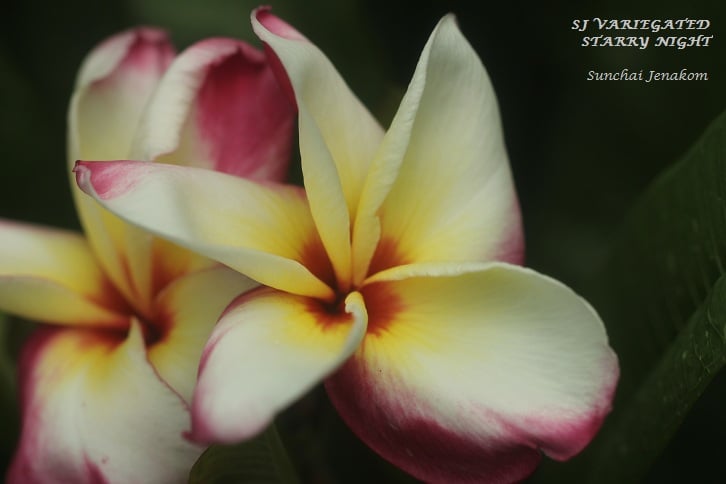Starry Night-- A Variegated Beauty! - Image 3