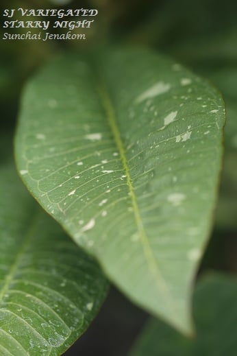 Starry Night-- A Variegated Beauty! - Image 2