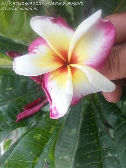 Starry Night-- A Variegated Beauty!