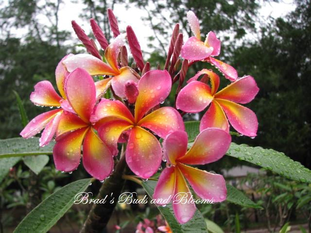 Wishy-Washy (aka Cooktown Queen)